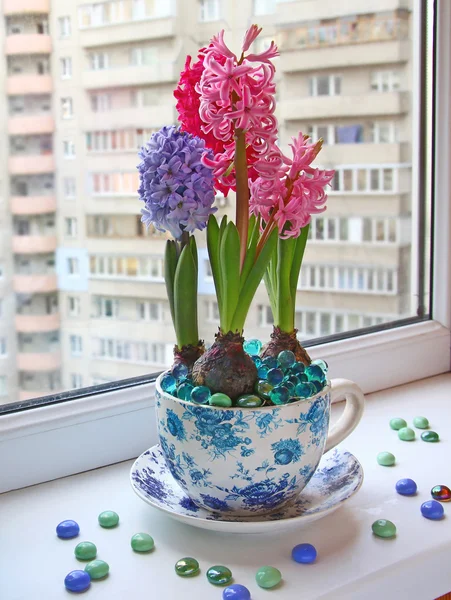 창에 아름다움 hyacinths — 스톡 사진
