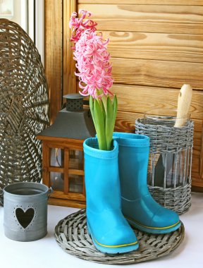 A pink hyacinth is in child's blue rubber knee-boot. Conception of vessenego season is in a garden. Seasonal flowering of balcony clipart