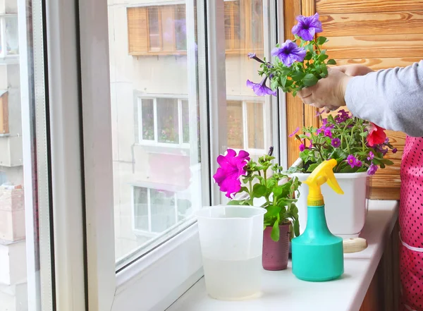 stock image Womanish hands are replanted by flowers. Seasonal flowering of b