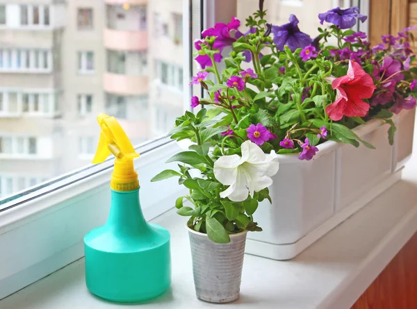 Plantera blommor petunia. säsongens blommande balkong — Stockfoto
