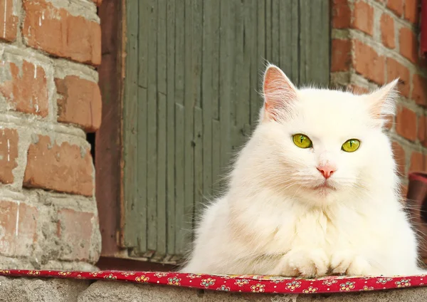 一只坐在门廊的美丽白色猫 — 图库照片