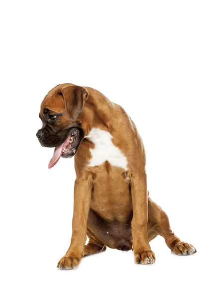 Duits bokser pup (5 maand) — Stockfoto