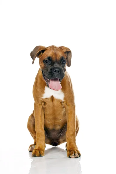 Cãozinho Boxer alemão (5 meses ) — Fotografia de Stock
