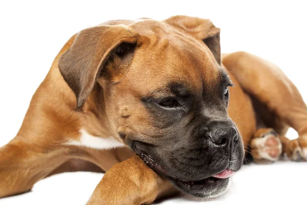 Alman boksör köpek yavrusu (5 ay) — Stok fotoğraf