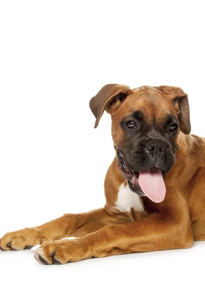 Alman boksör köpek yavrusu (5 ay) — Stok fotoğraf