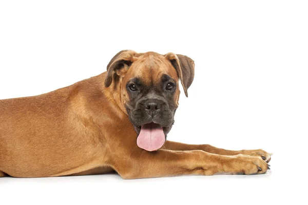 Cachorro boxeador alemán (5 meses ) — Foto de Stock