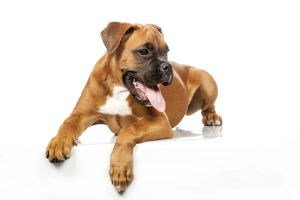 Německý Boxer štěně (5 měsíc) — Stock fotografie