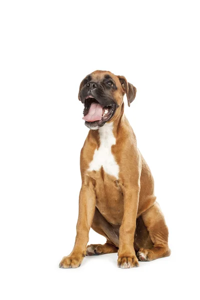 Немецкий боксер щенок (5 месяцев ) — стоковое фото