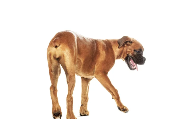 ドイツ ボクサー子犬 (5 ヶ月) — ストック写真
