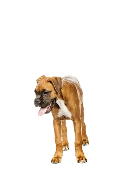 Cachorro boxeador alemán (5 meses ) —  Fotos de Stock