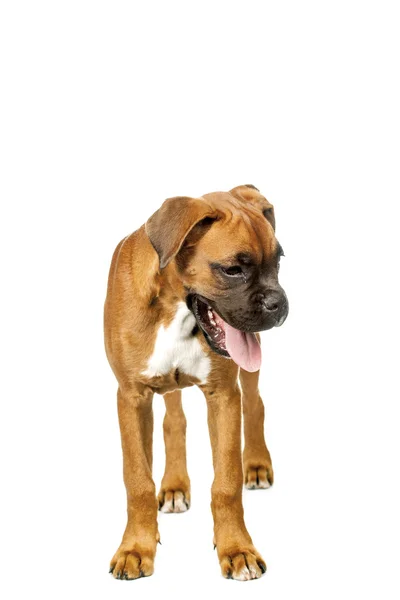 German Boxer puppy (5 month) — Stock Photo, Image