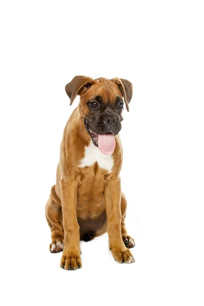 Cachorro boxeador alemán (5 meses ) —  Fotos de Stock