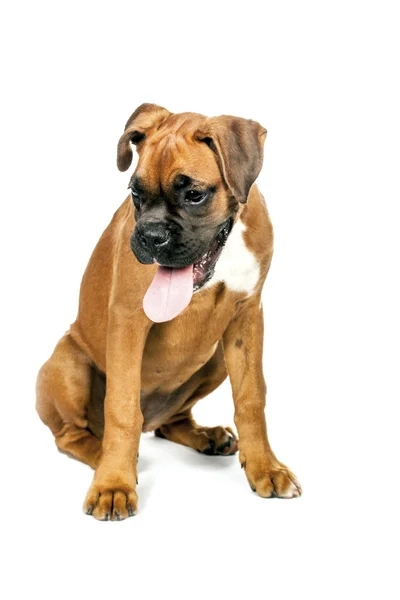 Tedesco Boxer cucciolo (5 mesi ) — Foto Stock