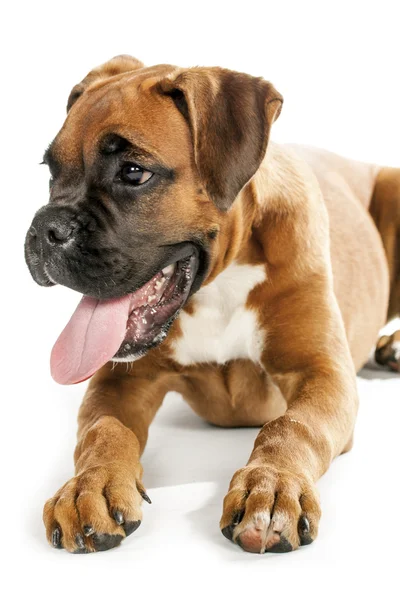 ドイツ ボクサー子犬 (5 ヶ月) — ストック写真