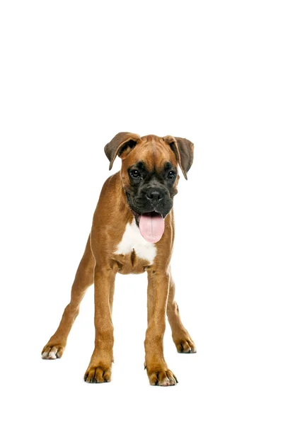 Duits bokser pup (5 maand) — Stockfoto