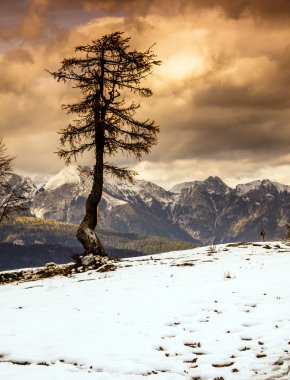 Tek ağaç ve Julian Alps