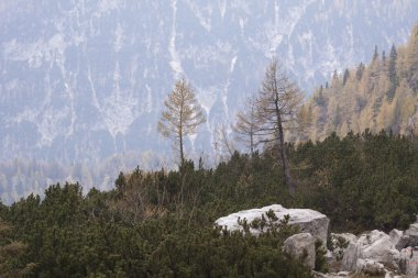 Tek ağaç ve Julian Alps