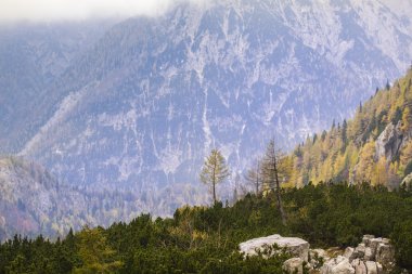 Tek ağaç ve Julian Alps