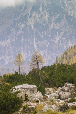 Tek ağaç ve Julian Alps