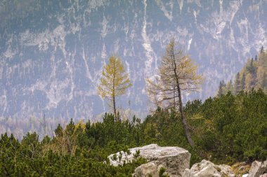 Kuzey Slovenya 'daki Alpler dağları