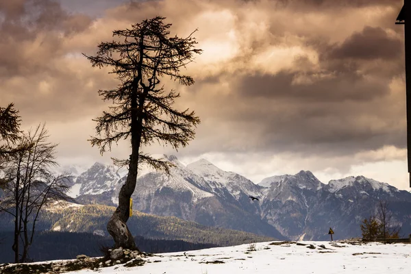 单棵树和Julian Alps — 图库照片