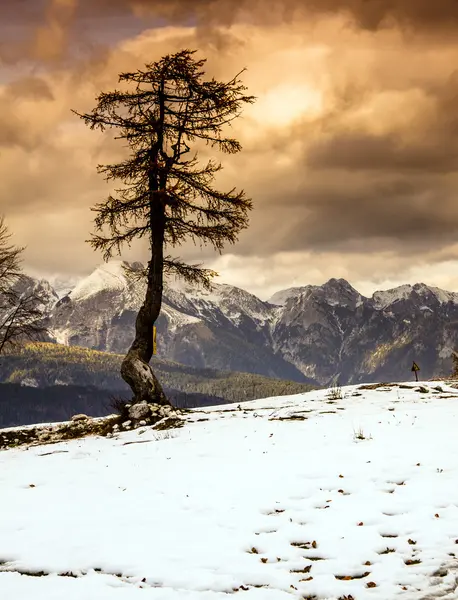 stock image Single tree and Julian Alps