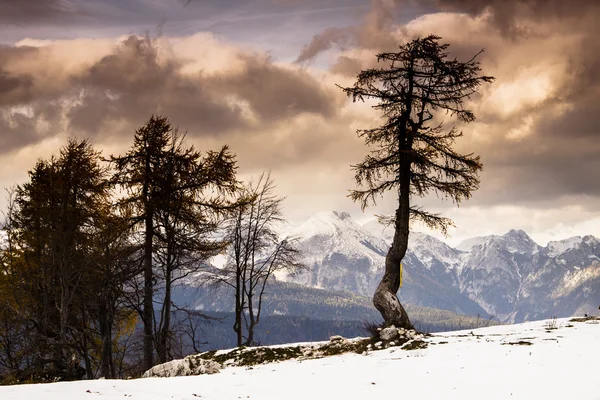 Árbol único y Alpes Julianos — Foto de Stock