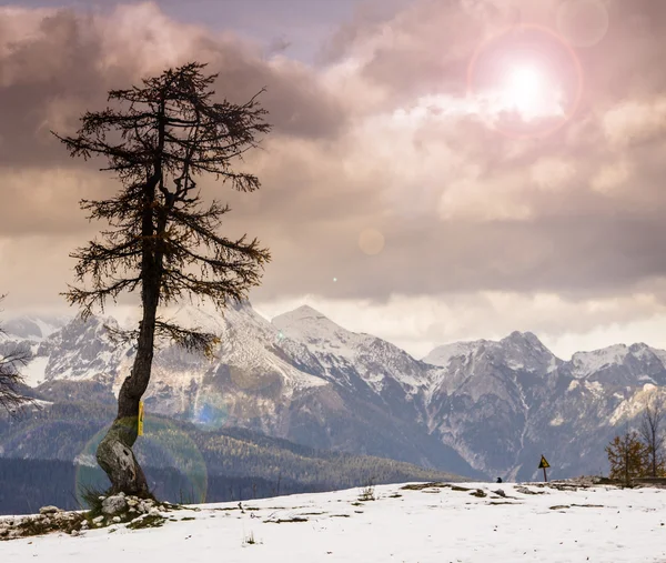 Самотнє дерево і Юліанські Альпи — стокове фото