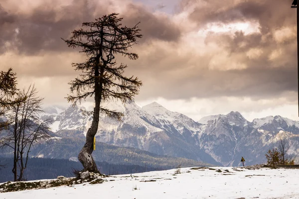 stock image Single tree and Julian Alps