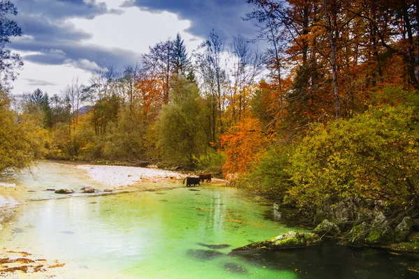 Смарагд кольорові гірські річки Soca, Ізонцо, Словенія — стокове фото