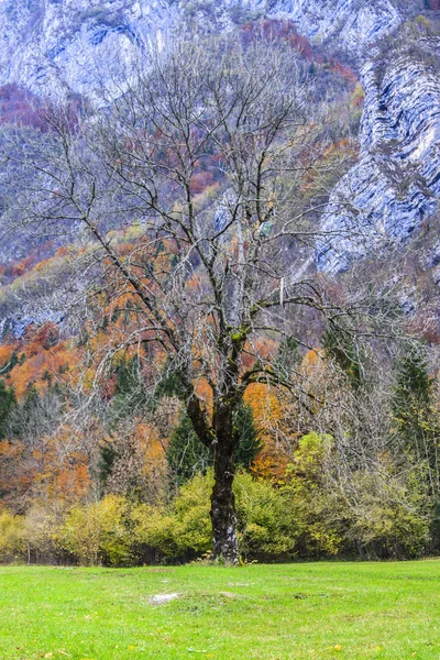 Pojedyncze drzewo i Alpy Julijskie — Zdjęcie stockowe