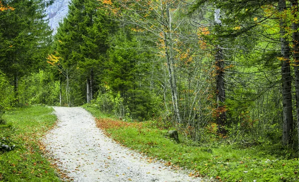 経路と緑の森 — ストック写真