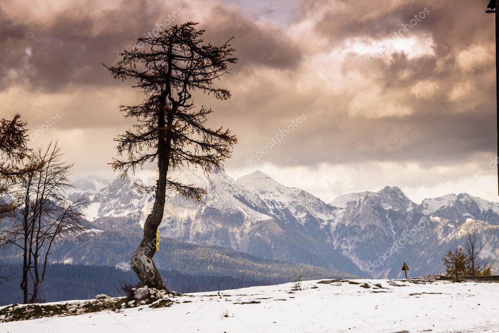 Single tree and Julian Alps