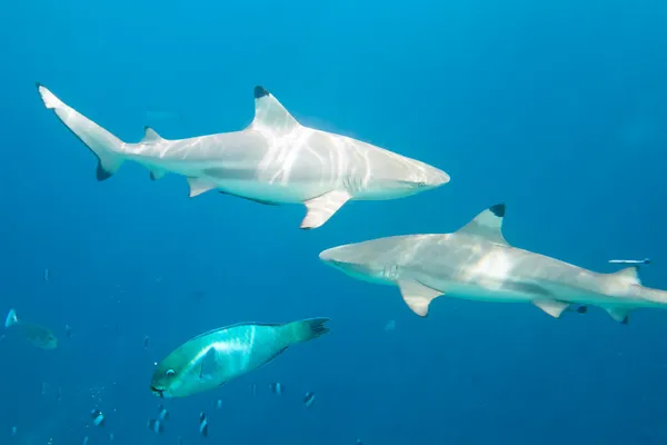 Rekiny rafowe czarnopłetwy — Zdjęcie stockowe