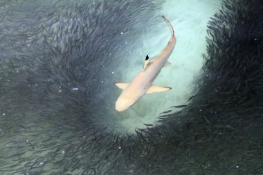 Siyah uçlu resif köpekbalığı besleme