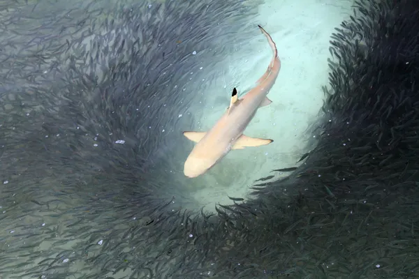 Alimentación de tiburones de punta negra —  Fotos de Stock