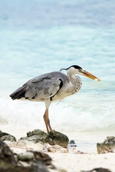 stock image Grey heron