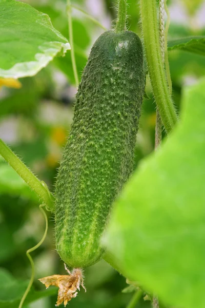 stock image The cucumber in the greenhouse