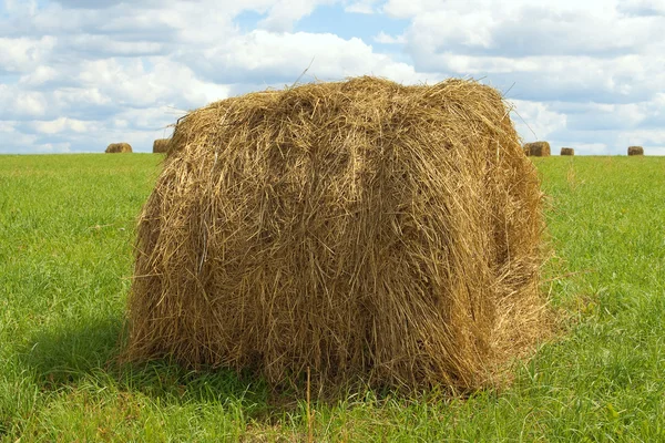 Stack of hay harvested — Stock Photo, Image