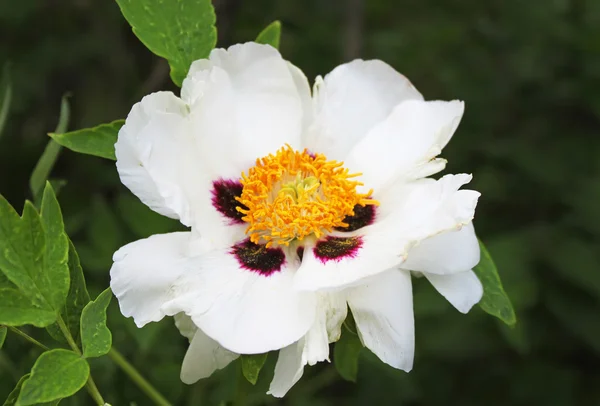 stock image White peony