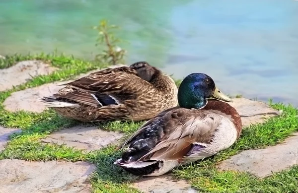 Casal de patos selvagens perto do lago — Fotografia de Stock