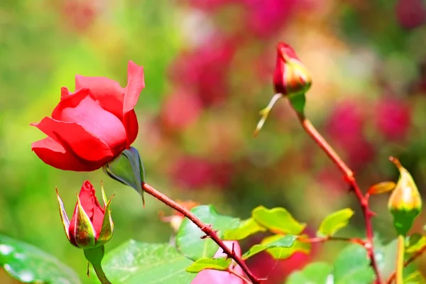 Rosa roja en el jardín — Foto de Stock