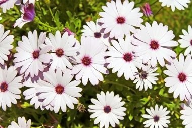 Pretty white flowers in a garden clipart