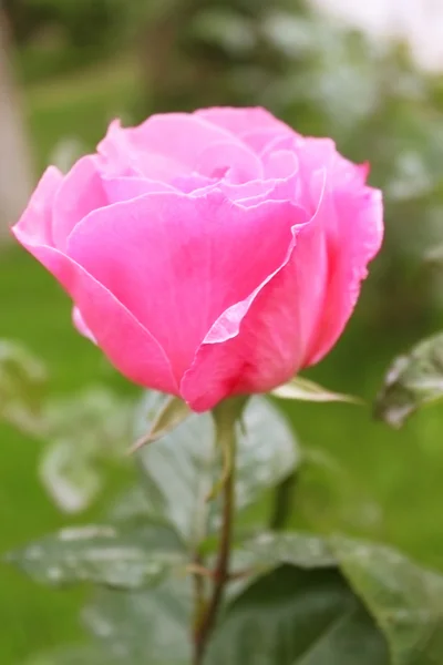 Beautiful pink rose in a garden — Stock Photo, Image