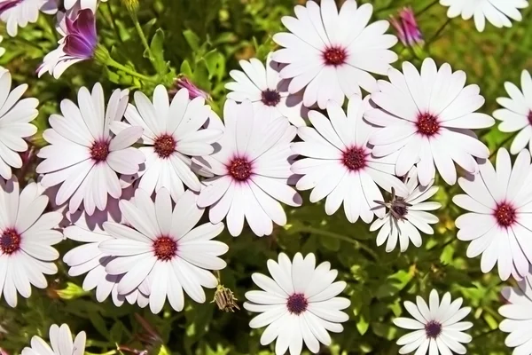 Flores brancas bonitas em um jardim — Fotografia de Stock