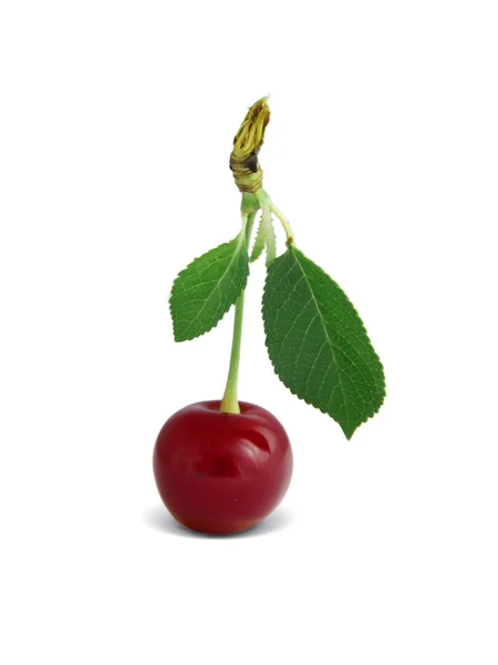 Sour cherry — Stock Photo, Image