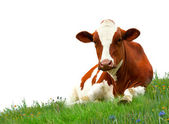 kráva na trávě