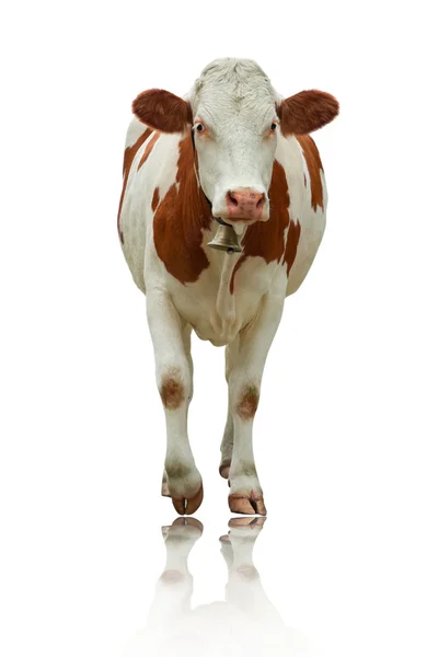 Stoi krowa — Zdjęcie stockowe