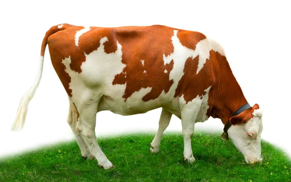 Vaca sobre hierba — Foto de Stock