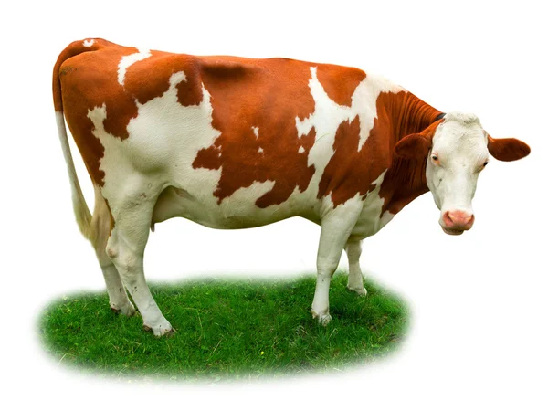 Krowa na trawie — Zdjęcie stockowe